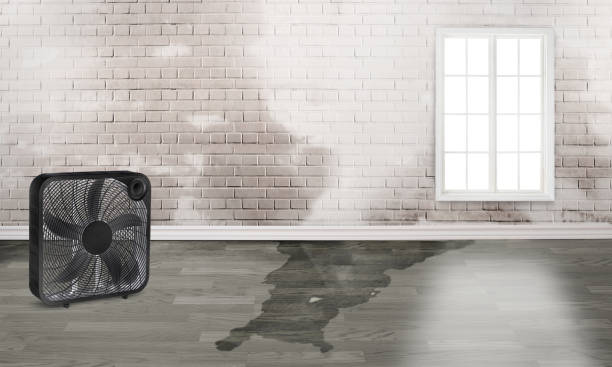 Best Carpet water damage restoration  in Murfreesboro, TN